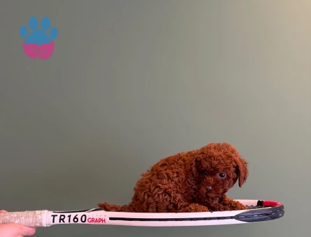 Safkan Toy Poodle Dişi ve Erkek Yavrularımız - 10703 - Görsel 3
