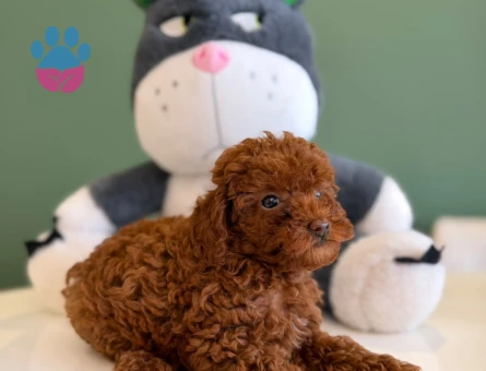 Kızıl Toy Poodle Bebeklerimiz - 10705