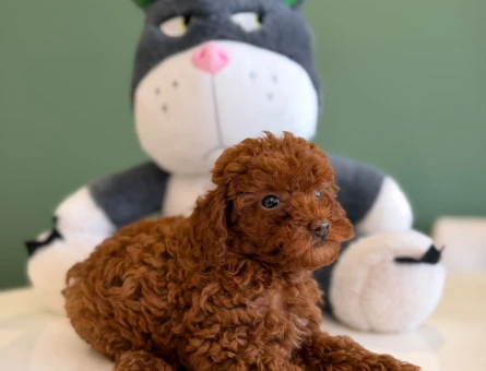 Kızıl Toy Poodle Bebeklerimiz - 10705