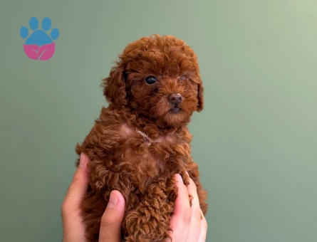 Kızıl Toy Poodle Bebeklerimiz - 10705 - Görsel 3