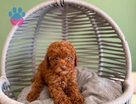 Sevimli Toy Poodle Yavrularımız - 10706