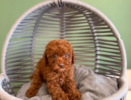 Sevimli Toy Poodle Yavrularımız - 10706
