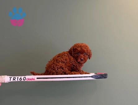 Sevimli Toy Poodle Yavrularımız - 10706 - Görsel 3