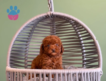 Harika Safkan Gene Sahip Toy Poodle Yavrularımız - 10707 - Görsel 3