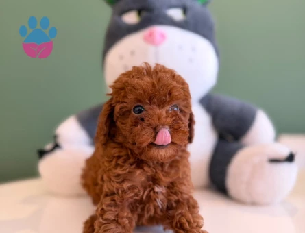 Harika Safkan Gene Sahip Toy Poodle Yavrularımız - 10707