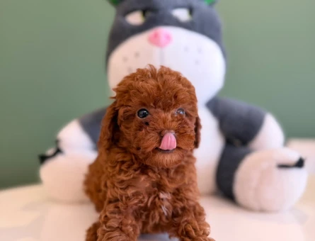 Harika Safkan Gene Sahip Toy Poodle Yavrularımız - 10707