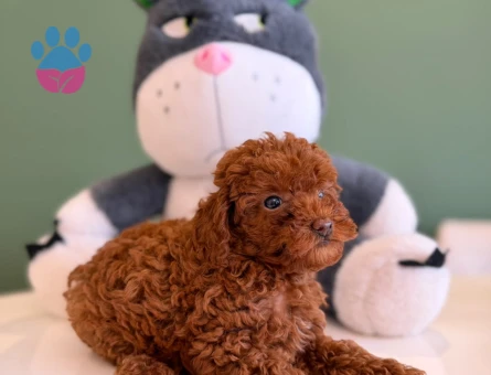 Safkan Toy Poodle Yavrularımız 2 Aylık - 10708