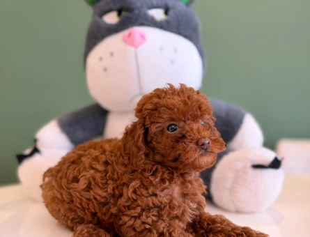 Safkan Toy Poodle Yavrularımız 2 Aylık - 10708