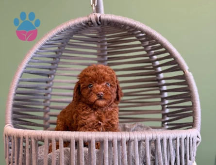 Safkan Toy Poodle Yavrularımız 2 Aylık - 10708 - Görsel 3