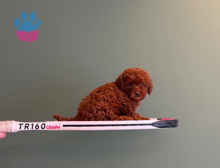 Mükemmel Kana Sahip Toy Poodle Yavrularımız - 10709