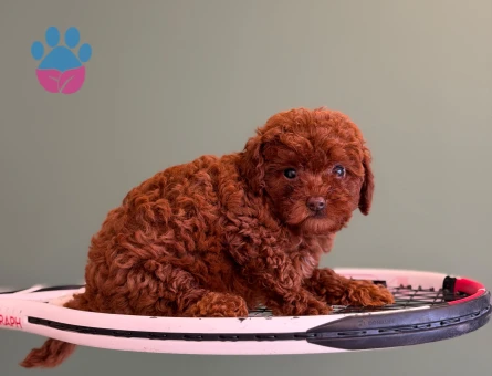 Mükemmel Kana Sahip Toy Poodle Yavrularımız - 10709 - Görsel 3