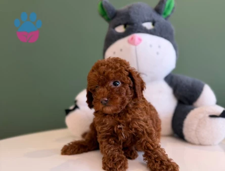Toy Poodle Yavru 2 Aylık Safkan Cins Irk - 10710