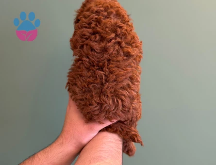 Toy Poodle Yavru 2 Aylık Safkan Cins Irk - 10710 - Görsel 3