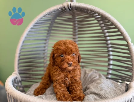 Safkan Toy Poodle Yavrular - 10711 - Görsel 3