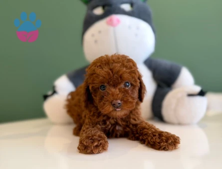 Safkan Toy Poodle Yavrular - 10711