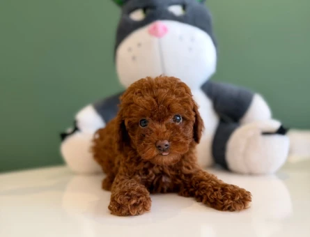 Safkan Toy Poodle Yavrular - 10711