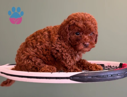 Şahane Toy Poodle Yavrularımız - 10712 - Görsel 3