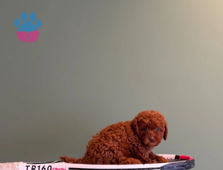 Şahane Toy Poodle Yavrularımız - 10712 - Görsel 2