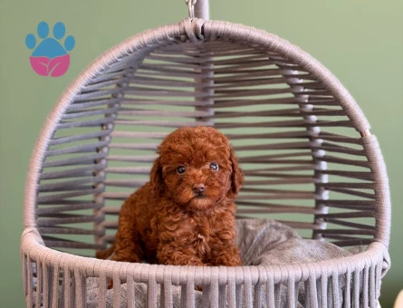 Toy Poodle Safkan Bebeklerimz - 10713 - Görsel 3