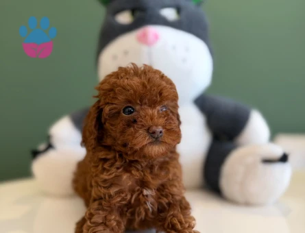 Toy Poodle Safkan Bebeklerimz - 10713