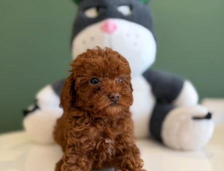 Toy Poodle Safkan Bebeklerimz - 10713