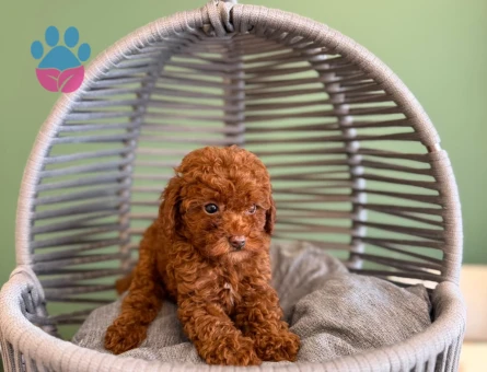 Toy Poodle Mükemmel Yavrularımız - 10714