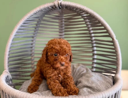 Toy Poodle Mükemmel Yavrularımız - 10714