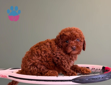 Toy Poodle Mükemmel Yavrularımız - 10714 - Görsel 3