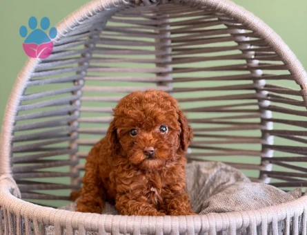 2 Aylık Toy Poodle Dişi Yavrumuz - 10715