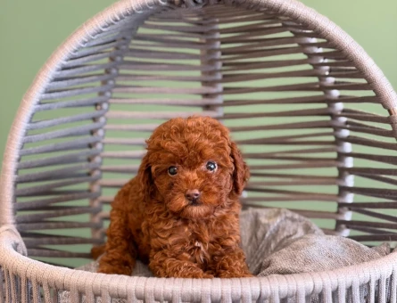 2 Aylık Toy Poodle Dişi Yavrumuz - 10715