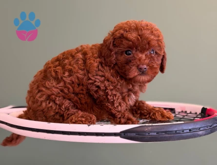 2 Aylık Toy Poodle Dişi Yavrumuz - 10715 - Görsel 3