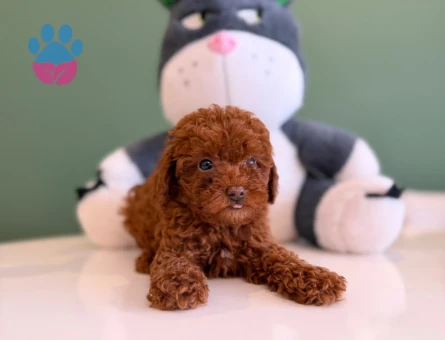 Oyuncu Toy Poodle Safkan Yavrularımız - 10717