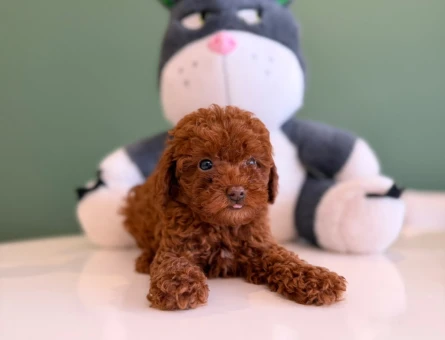 Oyuncu Toy Poodle Safkan Yavrularımız - 10717