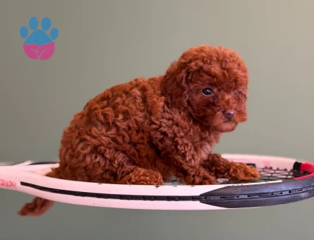 Oyuncu Toy Poodle Safkan Yavrularımız - 10717 - Görsel 3