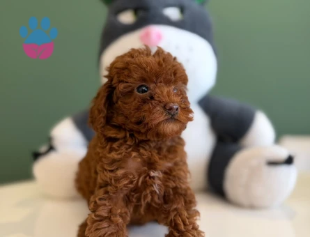 Kızıl Renk Toy Poodle Yavrularımız - 10718