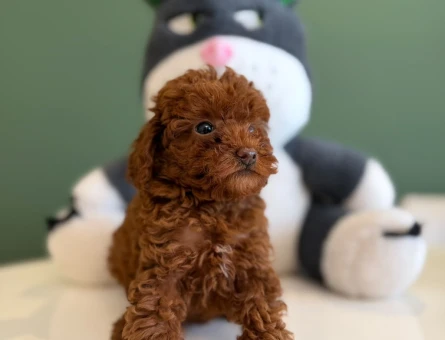 Kızıl Renk Toy Poodle Yavrularımız - 10718