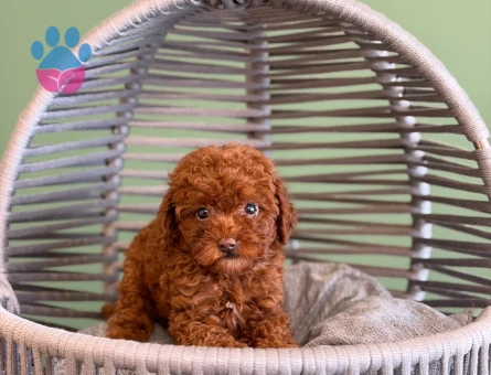 Kızıl Renk Toy Poodle Yavrularımız - 10718 - Görsel 3