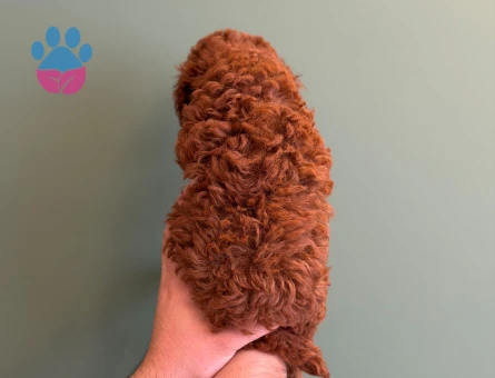 Kızıl Renk Toy Poodle Yavrularımız - 10718 - Görsel 4