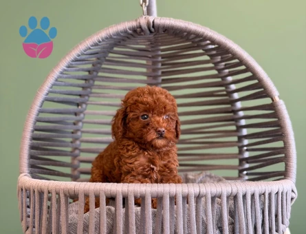 Mükemmel Güzellik Toy Poodle Yavrularımız - 10719