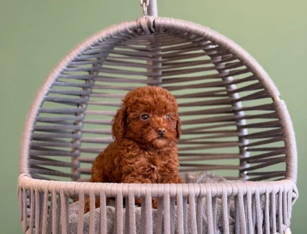 Mükemmel Güzellik Toy Poodle Yavrularımız - 10719