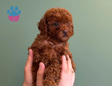 Mükemmel Güzellik Toy Poodle Yavrularımız - 10719 - Görsel 3