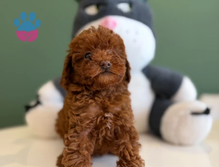 Toy Poodle Şirin Yavrularımız - 10720