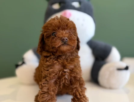 Toy Poodle Şirin Yavrularımız - 10720