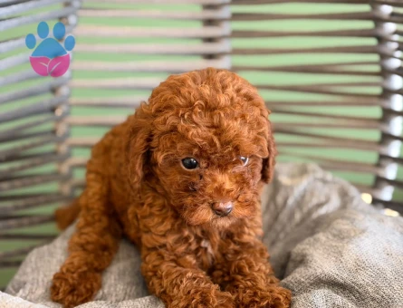 Toy Poodle Şirin Yavrularımız - 10720 - Görsel 3
