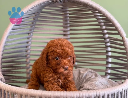 Sevecen Toy Poodle Yavrularımız - 10722 - Görsel 3