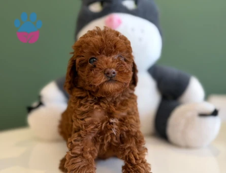 Sevecen Toy Poodle Yavrularımız - 10722