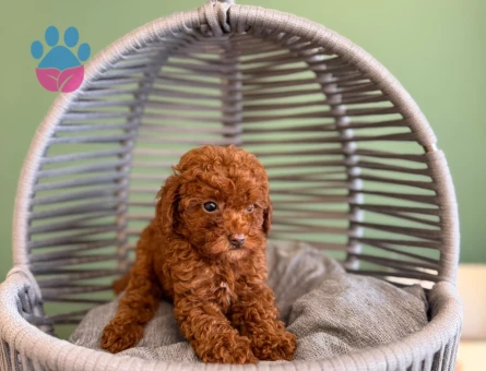 Sevimli Toy Poodle Dişi ve Erkek Yavrularımız - 10723 - Görsel 3
