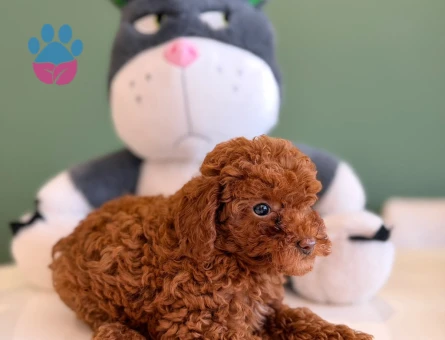 Sevimli Toy Poodle Dişi ve Erkek Yavrularımız - 10723