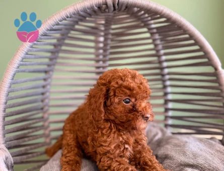 Safkan Poodle Yavrularımız Dişi ve Erkek - 10724