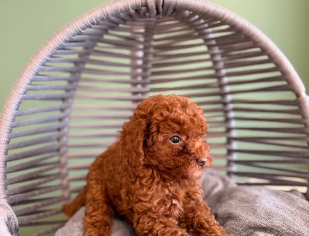 Safkan Poodle Yavrularımız Dişi ve Erkek - 10724